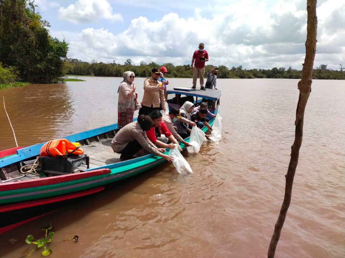 Restocking Ikan Betok danGabus di Danau Teluk Kecamatan Sebangau Kota Palangka Raya, Kamis (28/7/2022)