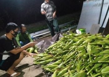 Corona Sebabkan Menurunnya Penjualan Jagung Rayakan Tahun Baru