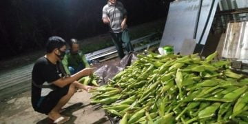 Corona Sebabkan Menurunnya Penjualan Jagung Rayakan Tahun Baru