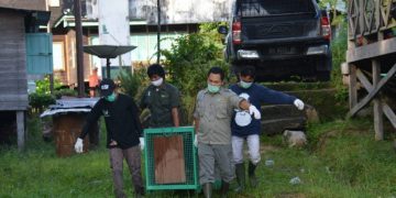 Paska Rehabilitasi, Dilla, Mawas dan Jeliva Akan Dipindahkan ke Pulau Badak Kecil