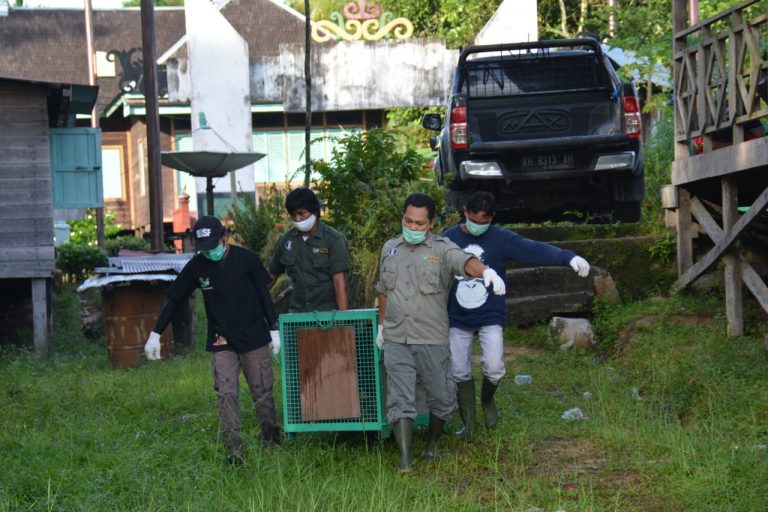 Satu persatu ketiga orangutan dipindahkan. FOTO : ist.