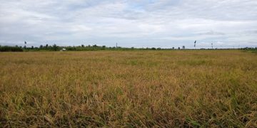 Komisi A DPRD Seruyan Sebut Sektor Pertanian Kurang Penyuluhan