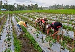 Bantuan untuk Petani dari APBD Barut Dinilai Tanpa Pengawasan
