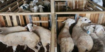 DPRD Seruyan Menilai Ternak Kambing Berpotensi Tingkatkan Ekonomi Masyarakat