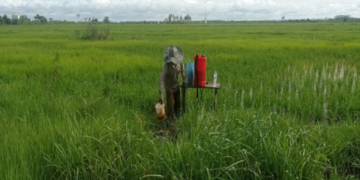 Masyarakat Seruyan Keluhkan Kenaikan Pupuk dan Pestisida
