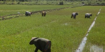 Wakil Ketua DPRD Seruyan Minta Program Cetak Sawah Direalisasikan