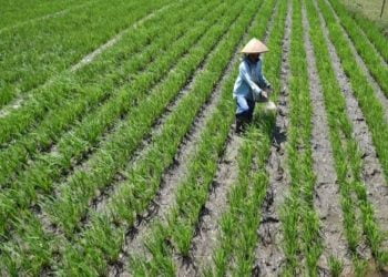 IJTI Kalteng Kunjungan Jurnalistik ke Kawasan Food Estate