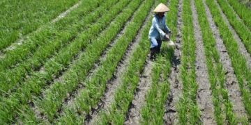 IJTI Kalteng Kunjungan Jurnalistik ke Kawasan Food Estate