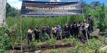 Polri Musnahkan 7 Haktare Ladang Ganja di Gunung Lauser dan Sita 592 Kg Ganja Kering