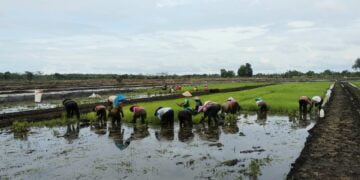 Pokmas Binaan BRGM Bertekad Penuhi Kebutuhan Pangan di Pandih Batu Kalteng