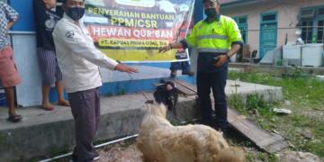 PWI Lamandau Terima Hewan Kurban dari PT KPC
