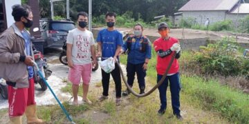 Tim Animal Rescue BPBD Pulang Pisau Evakuasi King Kobra
