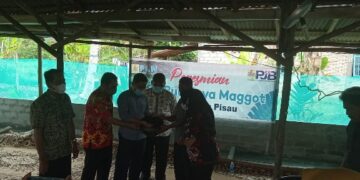 PT PJB PLTU Pulpis Dukung Pengembangan Budi Daya Maggot