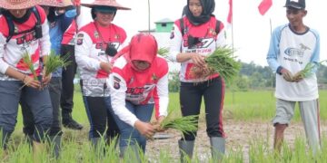 Wakapolda Tanam Padi di Bartim