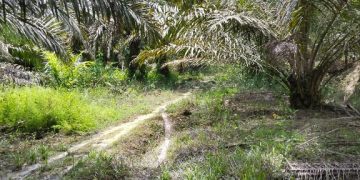 Diduga Pengelolaan Kebun Kelapa Sawit di Dua Desa di Kecamatan Lamandau Tidak Maksimal