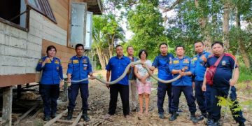 King Kobra 4 Meter Berhasil Dievakuasi Tim Animal Rescue BPBD Pulpis