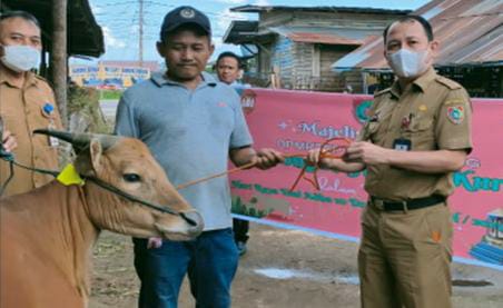 MENYERAHKAN - Kepala DPMPTSP Provinsi Kalimantan Tengah Sutoyo menyerahkan satu ekor sapi kepada petugas RPH di Kota Palangka Raya, untuk pelaksanaan ibadah kurban dalam rangka hari raya Iduladha 1444 Hijriah.