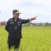 Bupati Kapuas Bersama Menteri Pertanian Tinjau Lahan Food Estate Dadahup