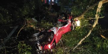 Pengendara Motor Tewas Tabrak Pohon Tumbang di Tangkiling