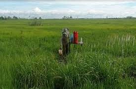 DPRD Seruyan Berencana Tindaklanjuti Informasi Petani Kesulitan Pupuk Bersubsidi