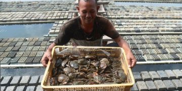 Nelayan Seruyan Kesulitan Dapatkan Bibit Kepiting Unggul