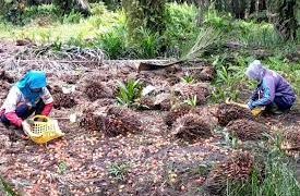 DPRD Menilai Kenaikan Harga TBS di Seruyan Prestasi Pemkab