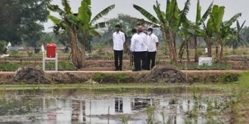 Rupiah Mengalir Kompetitif dari Program Food Estate di Kalteng