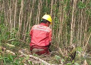 PLN Lakukan Pemeliharaan Jalur Transmisi SUTT 150 kV di Wilayah Barito