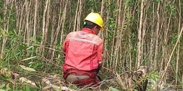 PLN Lakukan Pemeliharaan Jalur Transmisi SUTT 150 kV di Wilayah Barito